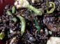 Black Rice Pilaf