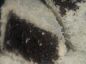 Lamingtons