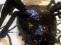 Spider Cake