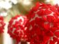 Cake Pops