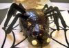 Spider Cake